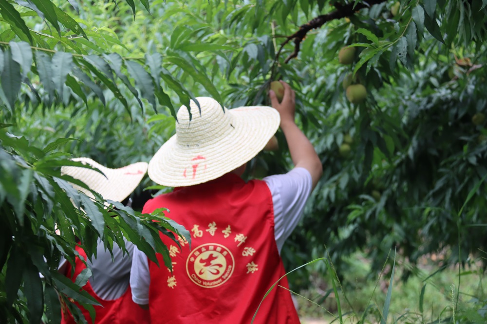 青春助農(nóng)，“桃”樂融融——贛州師范高等?？茖W校中文系社會實踐隊下鄉(xiāng)采摘鷹嘴桃，助力和務振興