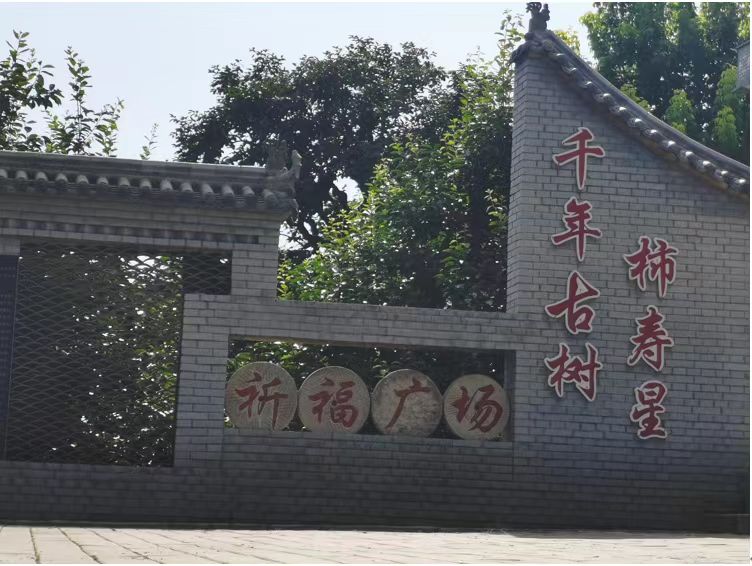 長安大學赴陜西渭南“鄉(xiāng)村振興·服務(wù)三農(nóng)”暑期社會實踐隊前往富平柿餅種植園實地學習